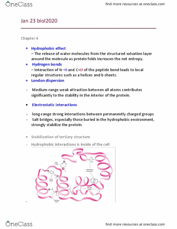 BIOL 2020 Lecture Notes - Lecture 4: Ramachandran Plot, Random Coil, Peptide thumbnail