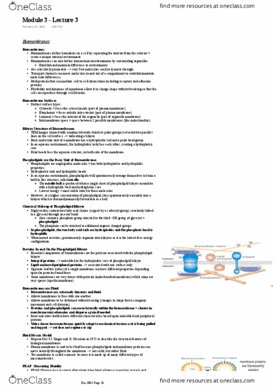 BIOLOGY 2B03 Lecture Notes - Lecture 3: Aquaporin, Osmium Tetroxide, Peripheral Membrane Protein thumbnail