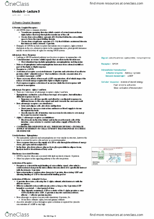 BIOLOGY 2B03 Lecture Notes - Lecture 6: Conformational Change, Second Messenger System, Triglyceride thumbnail