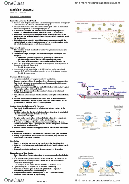 BIOLOGY 2B03 Lecture Notes - Lecture 8: Glycoprotein, Antibody, Selectin thumbnail