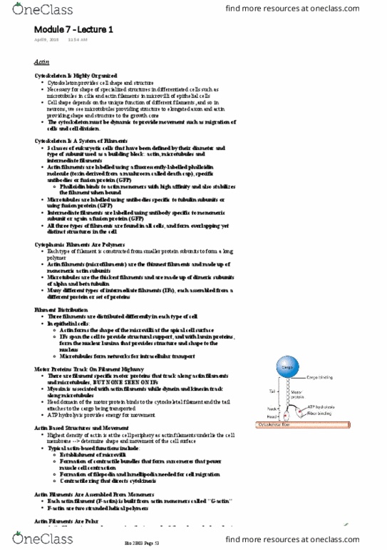 BIOLOGY 2B03 Lecture Notes - Lecture 7: Filopodia, Cytokinesis, Kinesin thumbnail