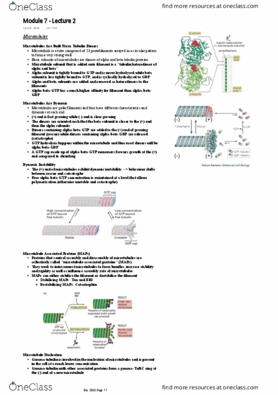 BIOLOGY 2B03 Lecture Notes - Lecture 7: Microtubule Nucleation, Colchicine, Immunoglobulin Light Chain thumbnail