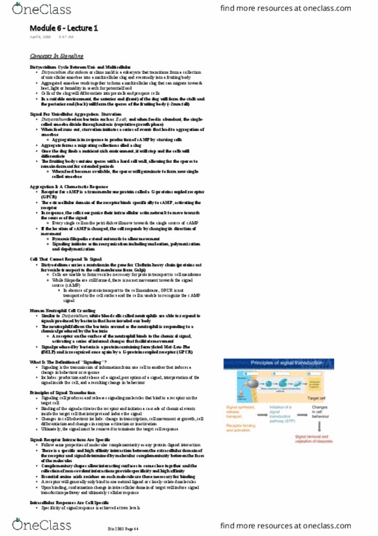 BIOLOGY 2B03 Lecture Notes - Lecture 6: N-Formylmethionine-Leucyl-Phenylalanine, Eukaryote, Signal Transduction thumbnail