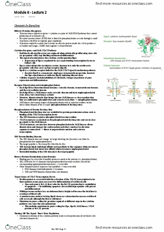 BIOLOGY 2B03 Lecture Notes - Lecture 6: Gtpase, Stat5, Stat Protein thumbnail