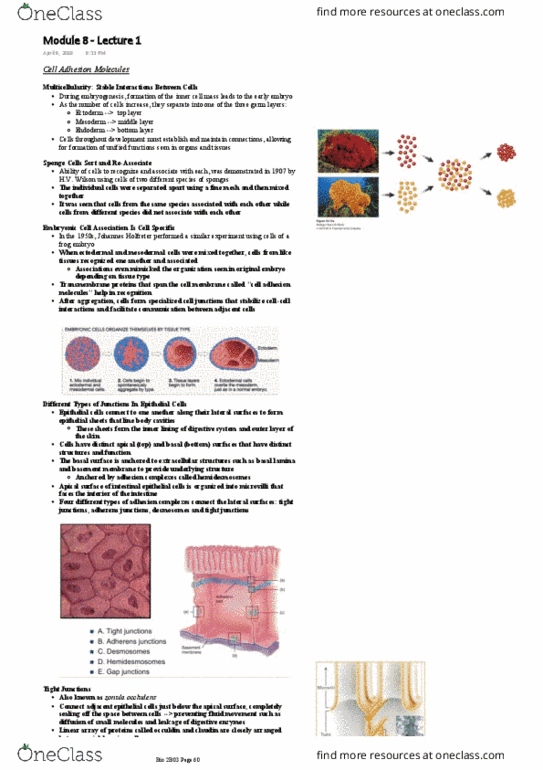 BIOLOGY 2B03 Lecture Notes - Lecture 8: Cardiac Muscle, Ectoderm, Connexin thumbnail