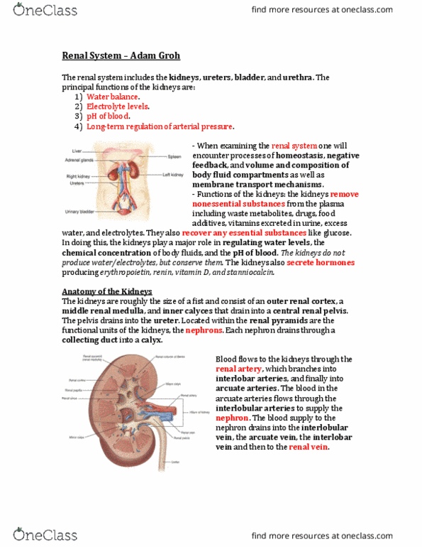 Physiology 2130 Lecture Notes - Lecture 11: Interlobular Arteries, Renal Pelvis, Renal Vein thumbnail