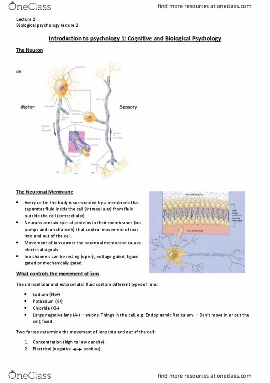 MARKET 1 Lecture Notes - Lecture 13: Axon Hillock, Endoplasmic Reticulum, Neuroglia thumbnail