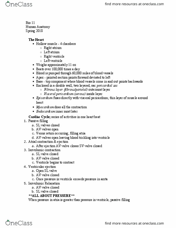 BIO 11 Lecture Notes - Lecture 21: Heart Valve, Pericardium, Cardiac Muscle thumbnail