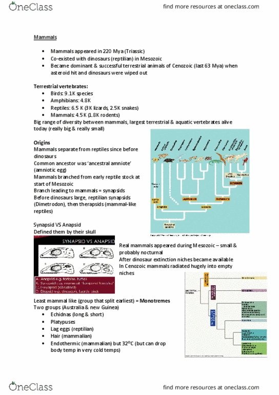 A S L 3 Lecture Notes - Lecture 18: Dimetrodon, Lumbar Vertebrae, Cenozoic thumbnail