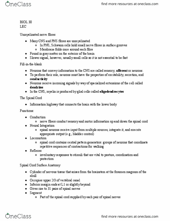 BIOL 030 Lecture Notes - Lecture 15: Foramen Magnum, Spinal Canal, Schwann Cell thumbnail