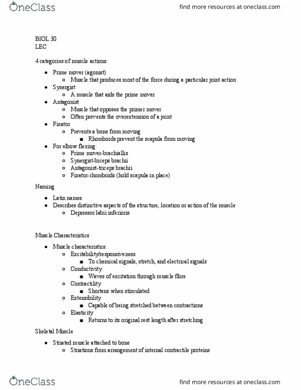 BIOL 030 Lecture Notes - Lecture 11: Proper Length, Myocyte, Scapula thumbnail