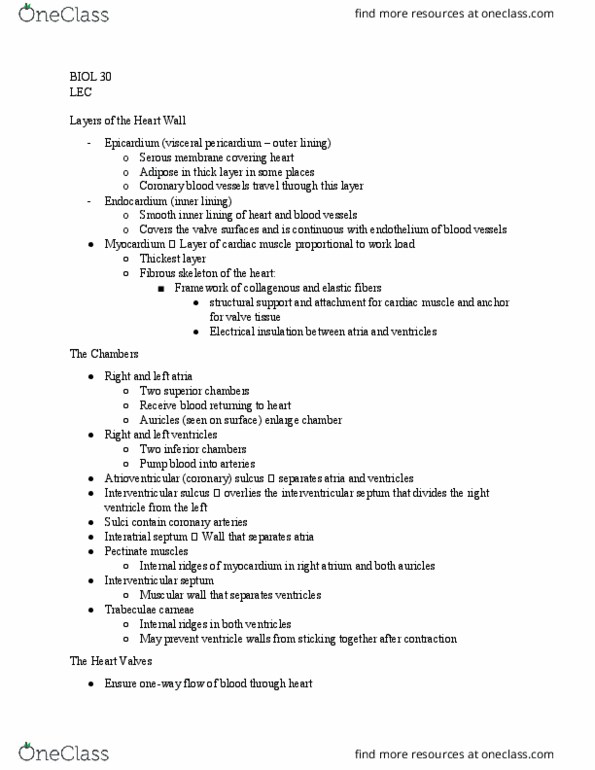 BIOL 030 Lecture Notes - Lecture 27: Interatrial Septum, Endocardium, Trabecula thumbnail