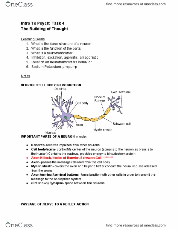 REGNRSG 105 Lecture Notes - Lecture 18: Dendrite, Myelin, Major Depressive Disorder thumbnail