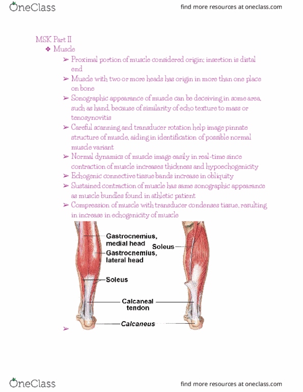 RIU 360 Lecture Notes - Lecture 11: Echogenicity, Tenosynovitis, Axial Tilt thumbnail