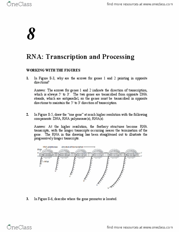 BISC 202 Chapter Notes -Stem-Loop, Transgene, Dicer thumbnail