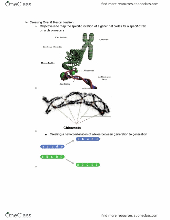 ANFS300 Lecture Notes - Lecture 10: Chromosome, Centimorgan, Myostatin thumbnail