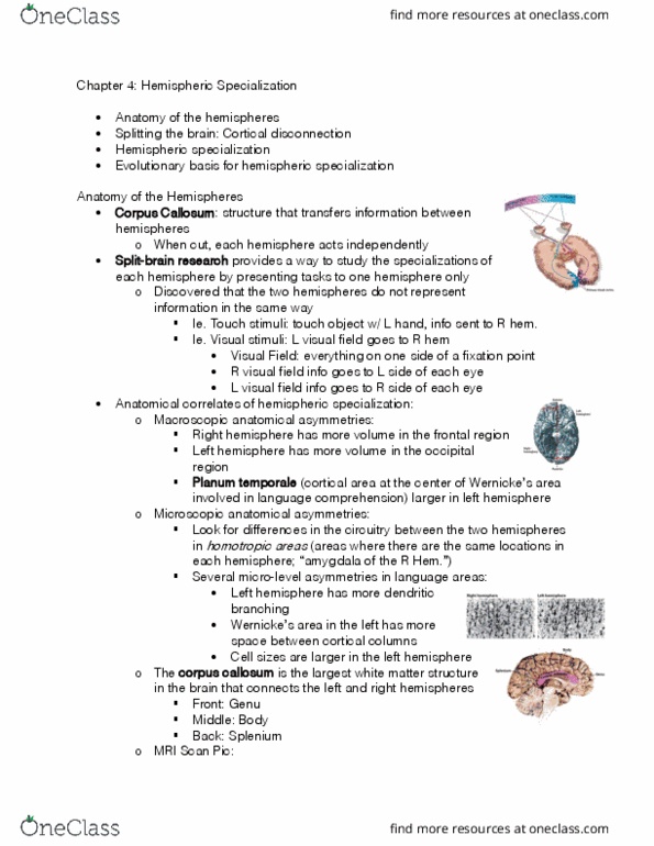 PS267 Lecture Notes - Lecture 5: Temporal Lobe, Motor Coordination, Pupillary Reflex thumbnail