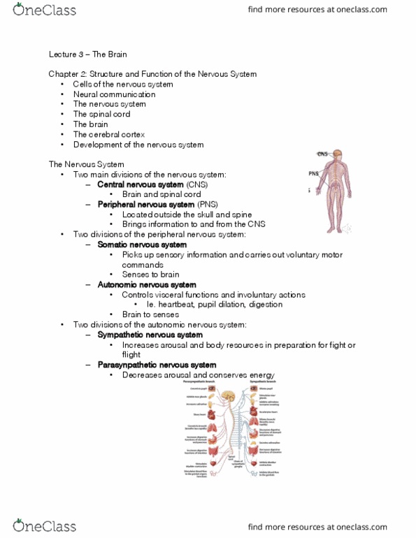 PS267 Lecture Notes - Lecture 3: Peripheral Nervous System, Autonomic Nervous System, Sympathetic Nervous System thumbnail