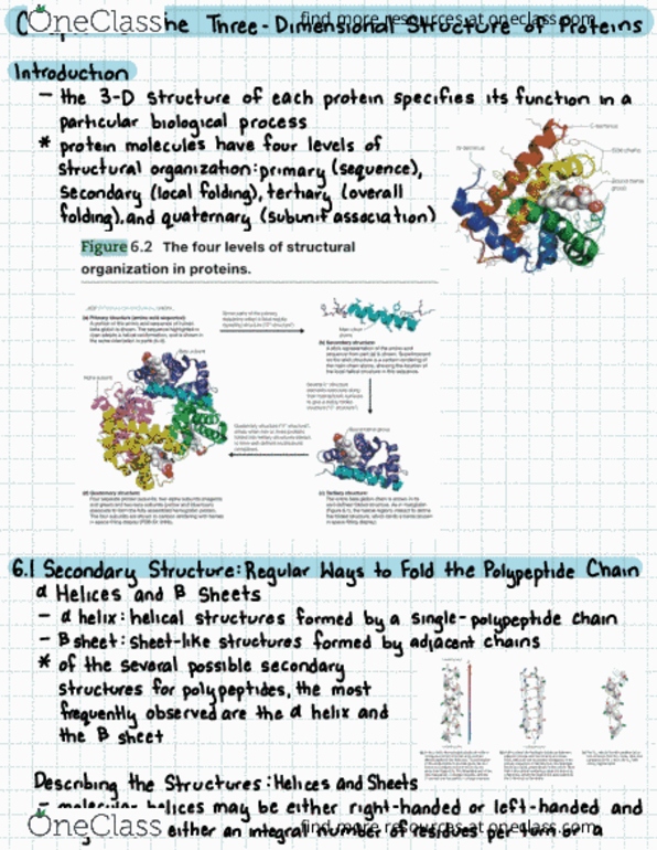 BIOCHEM 420 Chapter Notes - Chapter 6: Peptide, Protein Structure, Keratin thumbnail
