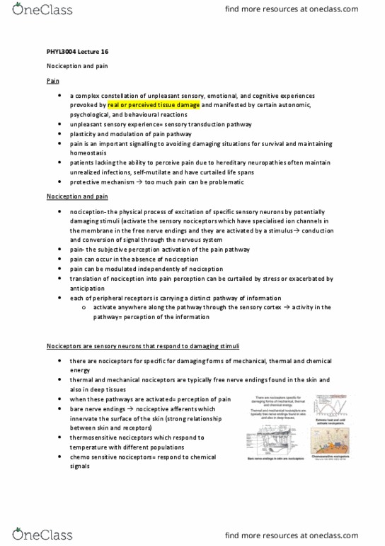 PHYL3002 Lecture Notes - Ibuprofen, Neuropathic Pain, Sensory Cortex thumbnail