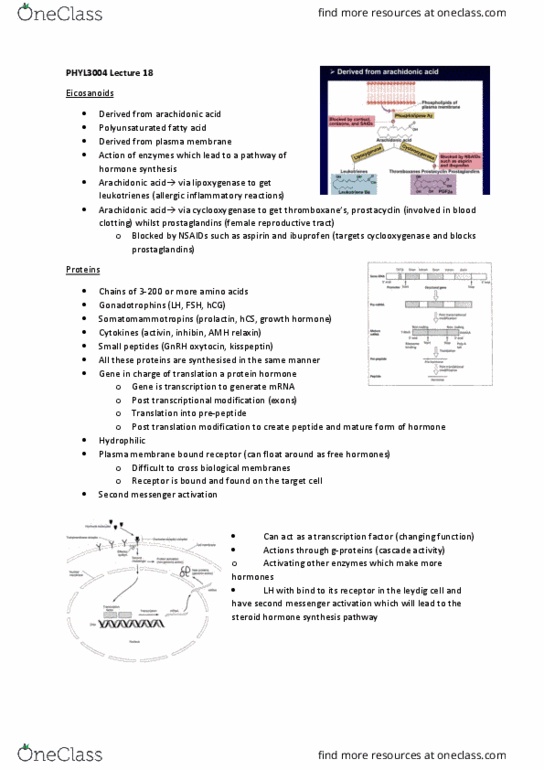 PHYL3002 Lecture Notes - Sex Steroid, Human Chorionic Gonadotropin, Pituitary Gland thumbnail