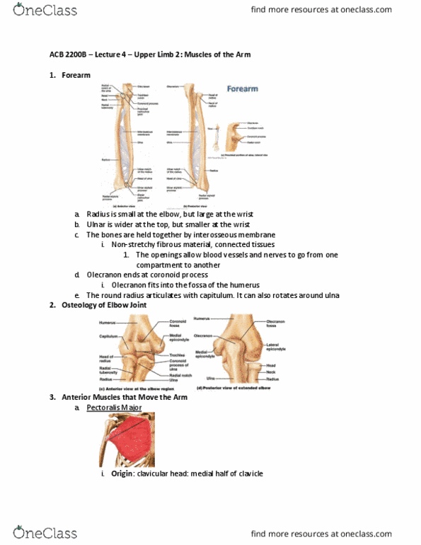 Anatomy and Cell Biology 2221 Lecture Notes - Lecture 4: Trapezius Muscle, Medial Pectoral Nerve, Ulna thumbnail