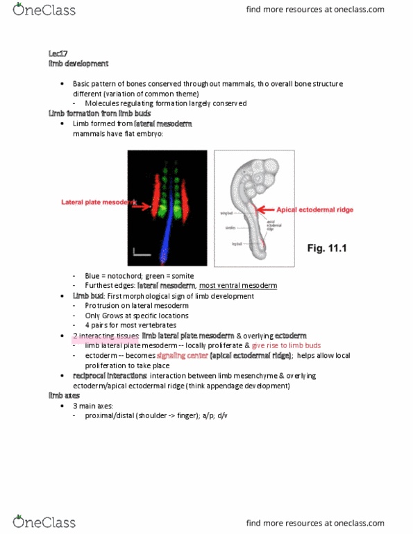 MCD BIO 138 Lecture Notes - Lecture 17: Apical Ectodermal Ridge, Lateral Plate Mesoderm, Limb Bud thumbnail