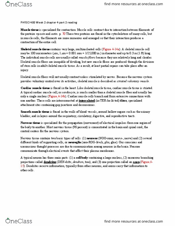 PHYSCI 107 Chapter Notes - Chapter 4: Homeostasis, Cardiac Muscle Cell, Smooth Muscle Tissue thumbnail