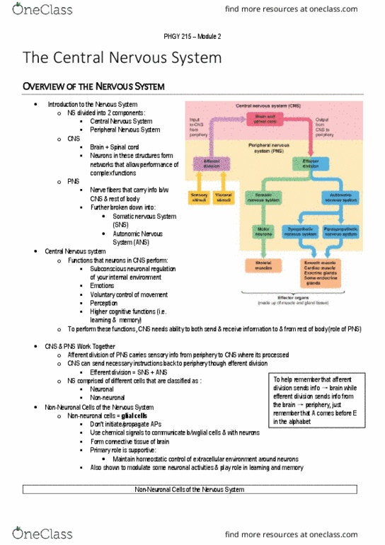 PHGY 214 Lecture Notes - Lecture 2: Efferent Nerve Fiber, Central Nervous System, Peripheral Nervous System thumbnail