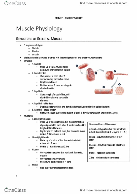 PHGY 214 Lecture Notes - Lecture 4: Myocyte, Skeletal Muscle, Cardiac Muscle thumbnail