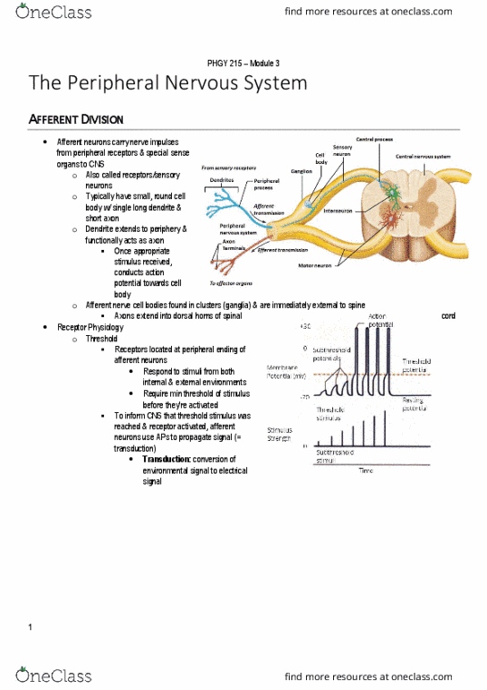 PHGY 214 Lecture Notes - Lecture 3: Afferent Nerve Fiber, Posterior Grey Column, Peripheral Nervous System thumbnail