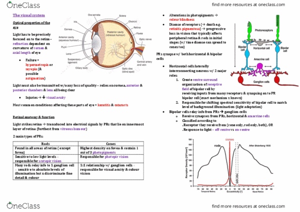 ACCTG 1 Lecture Notes - Lecture 11: Retinitis Pigmentosa, Scotopic Vision, Photopic Vision thumbnail