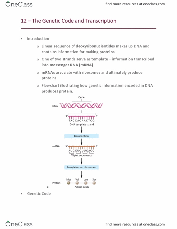 GEN-3000 Lecture Notes - Lecture 12: Messenger Rna, Rna Polymerase Iii, Cistron thumbnail