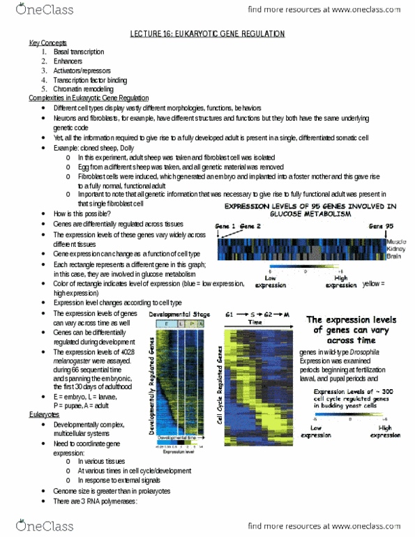 Biology 2581B Lecture Notes - Lecture 17: High Color, Chief Operating Officer, Nucleosome thumbnail