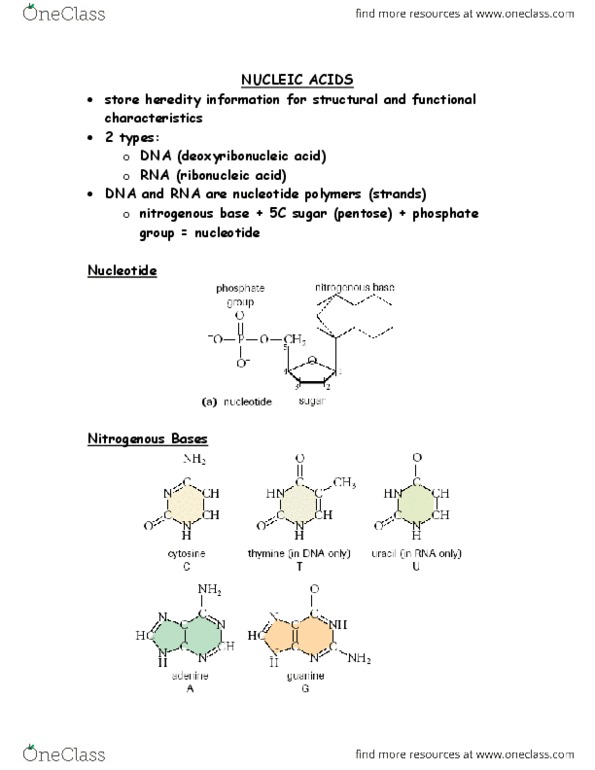 BLG 144 Lecture Notes - Cell Nucleus, Heredity, Uracil thumbnail