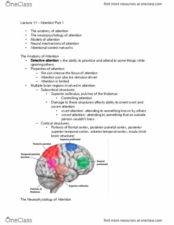 PS267 Lecture Notes - Lecture 11: Posterior Parietal Cortex, Superior Colliculus, Temporal Lobe thumbnail