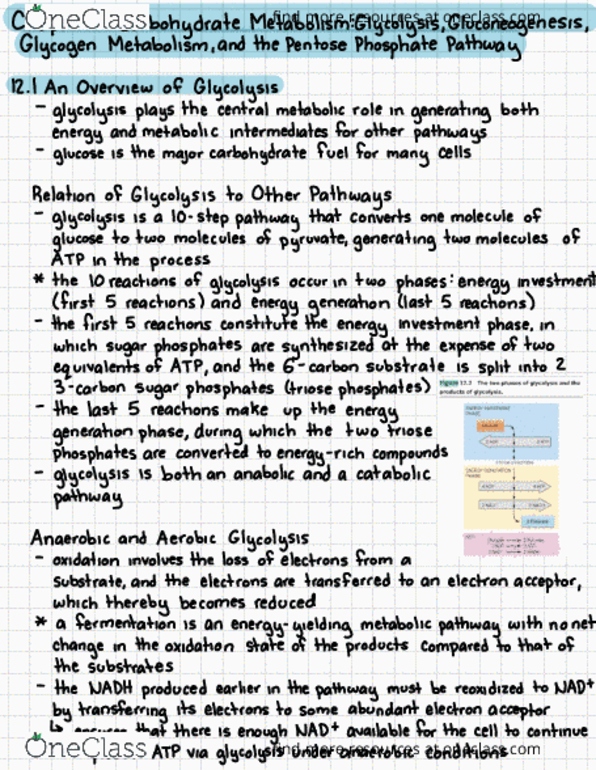 BIOCHEM 420 Chapter Notes - Chapter 12: Anabolism, Metabolic Pathway, Glycolysis thumbnail
