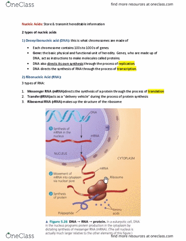 BIOL 225 Lecture Notes - Lecture 2: Ribosomal Rna, Delivery (Commerce), Cell Nucleus thumbnail