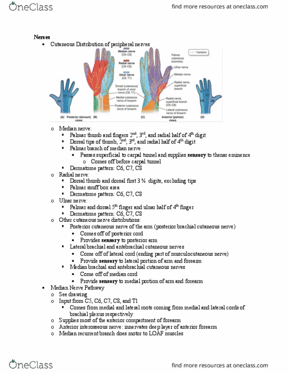PT 512 Lecture Notes - Lecture 19: Anterior Interosseous Nerve, Posterior Cutaneous Nerve Of Arm, Posterior Interosseous Nerve thumbnail