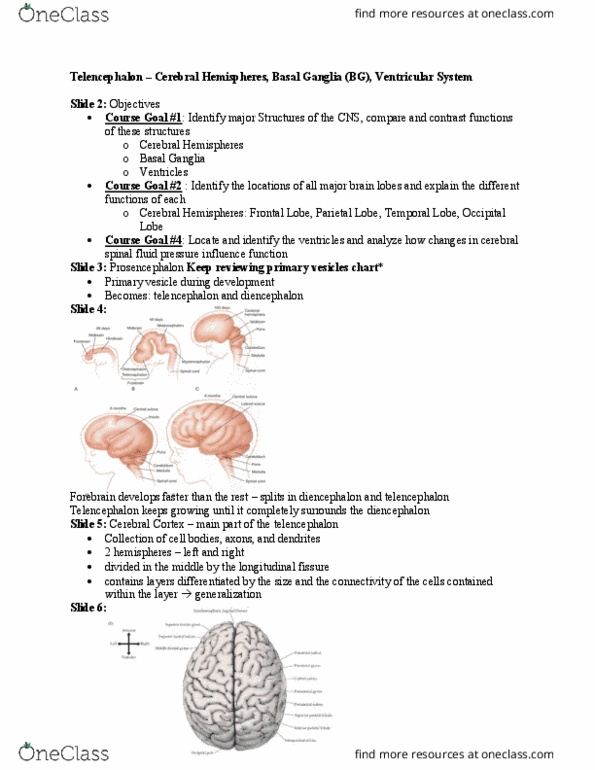 PT 518 Lecture Notes - Lecture 4: Cerebellum, Medial Longitudinal Fissure, Parietal Lobe thumbnail