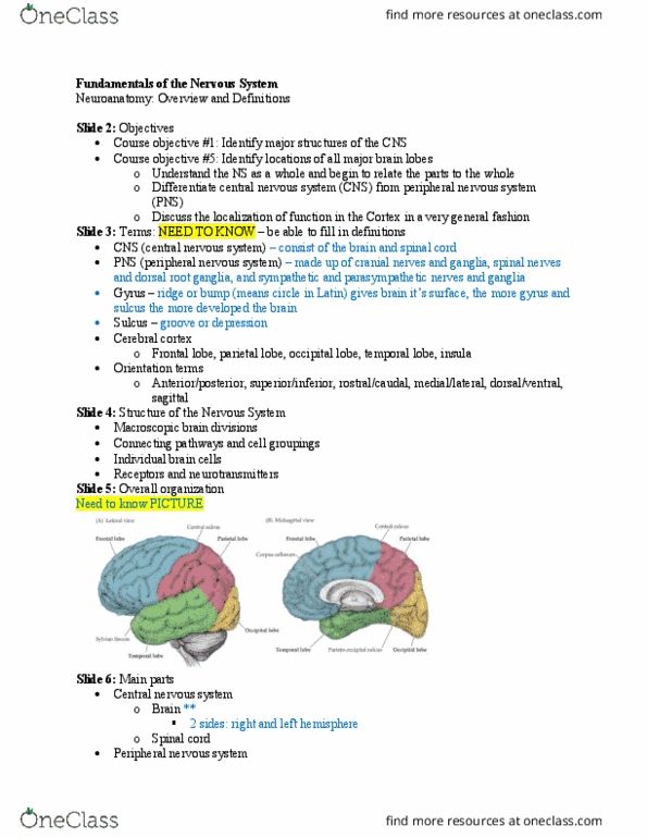 PT 518 Lecture Notes - Lecture 1: Neuroglia, Middle Frontal Gyrus, Microglia thumbnail