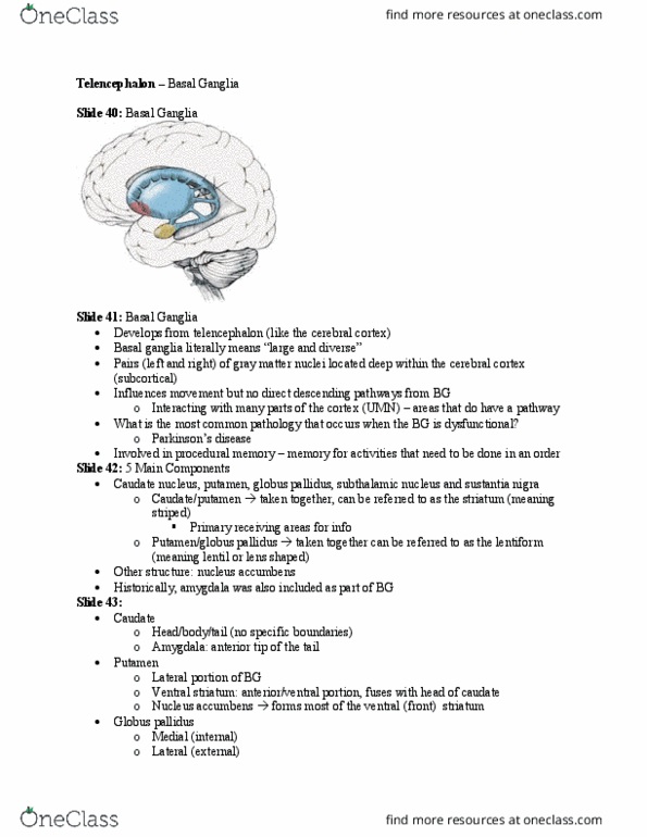 PT 518 Lecture Notes - Lecture 5: Motor Learning, Central Sulcus, Suboccipital Triangle thumbnail
