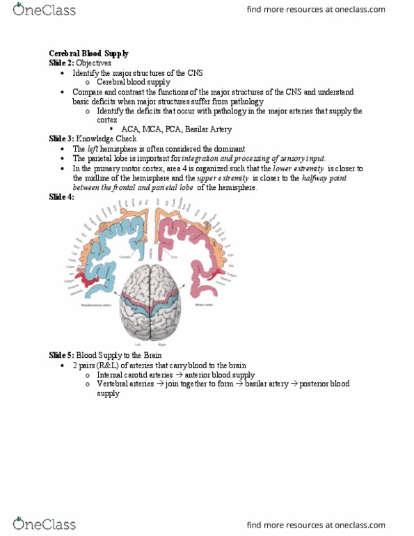 PT 518 Lecture Notes - Lecture 9: Posterior Cerebral Artery, Anterior Cerebral Artery, Basilar Artery thumbnail