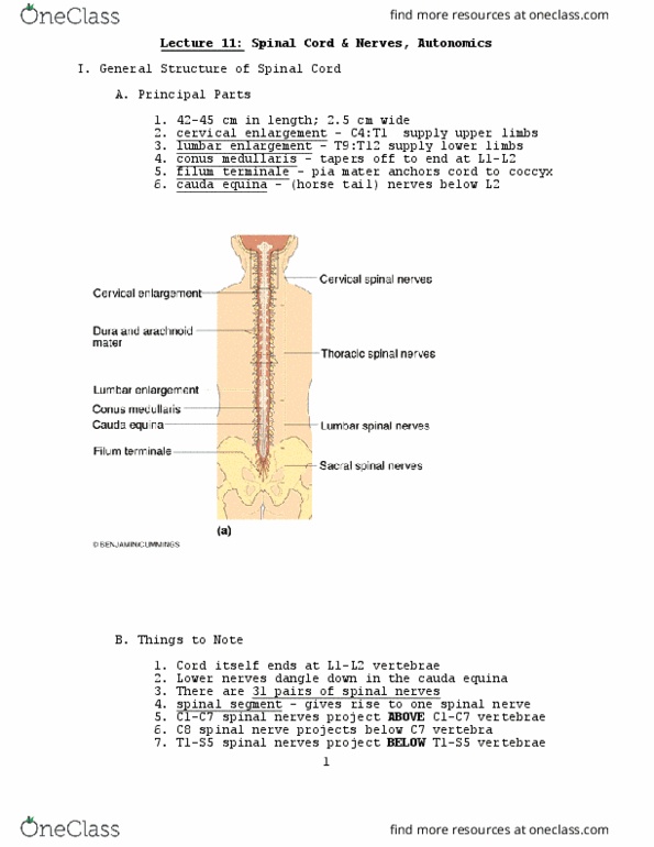 Biology 1001A Lecture Notes - Lecture 11: Thoracic Ganglia, Pia Mater, Muscle Spindle thumbnail