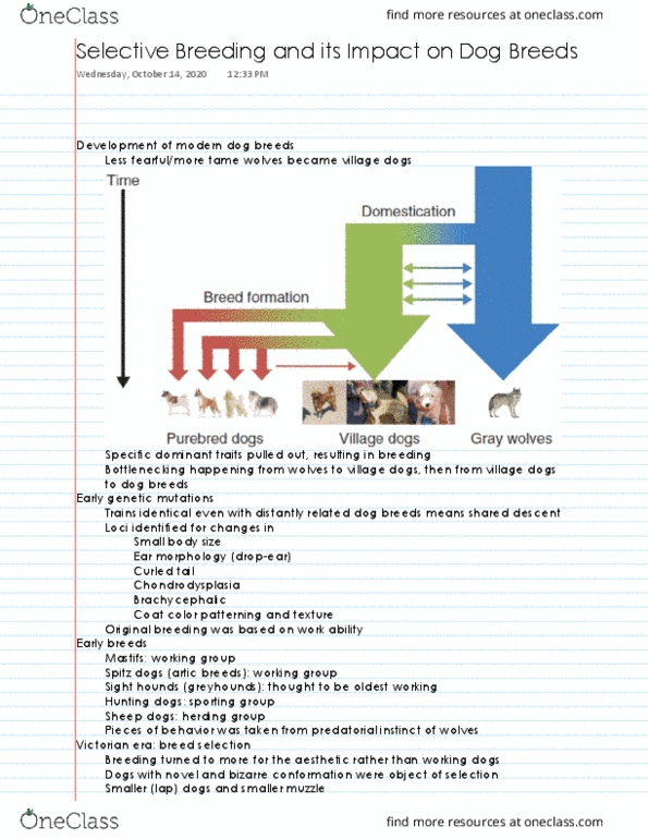 ANS 142 Lecture 5: Selective Breeding and its Impact on Dog Breeds thumbnail