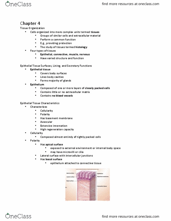 BIOL 261 Lecture Notes - Lecture 4: Lamina Propria, Elastic Fiber, Periosteum thumbnail