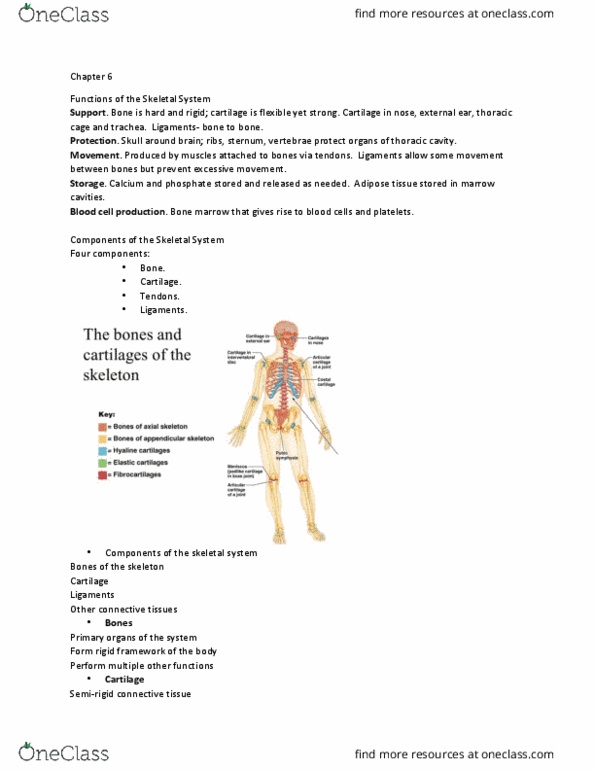 BIOL 261 Lecture Notes - Lecture 6: Rib Cage, Thoracic Cavity, Skeleton thumbnail