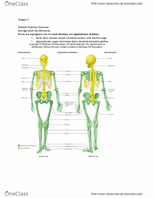 BIOL 261 Lecture Notes - Lecture 7: Appendicular Skeleton, Axial Skeleton, Rib Cage thumbnail