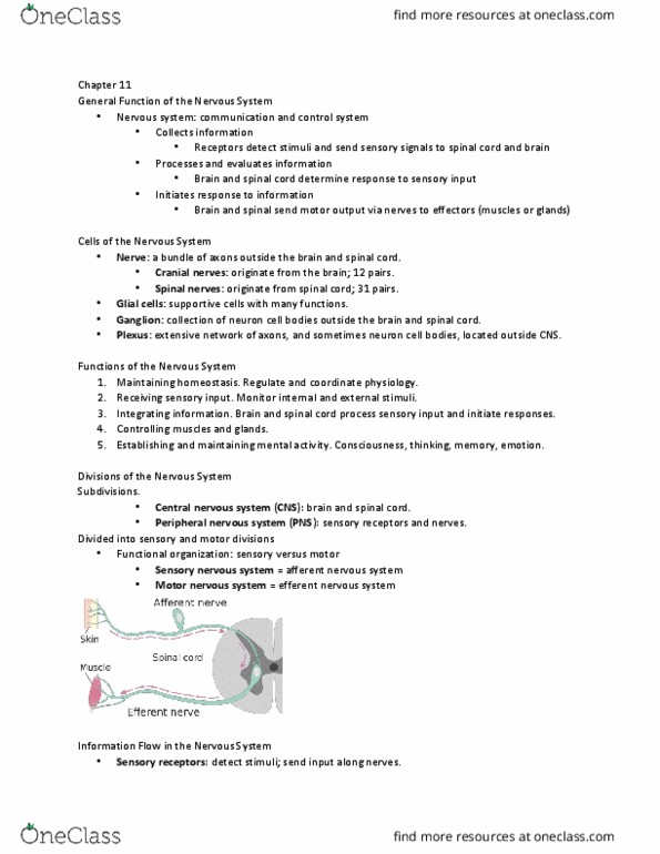 BIOL 261 Lecture Notes - Lecture 11: Central Nervous System, Sensory System, Peripheral Nervous System thumbnail