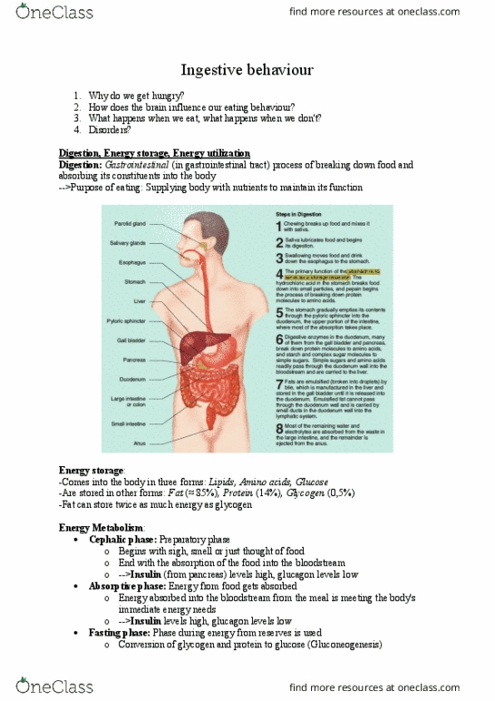 BUS 17 Lecture Notes - Lecture 11: Hypoglycemia, Thermostat, Arcuate Nucleus thumbnail